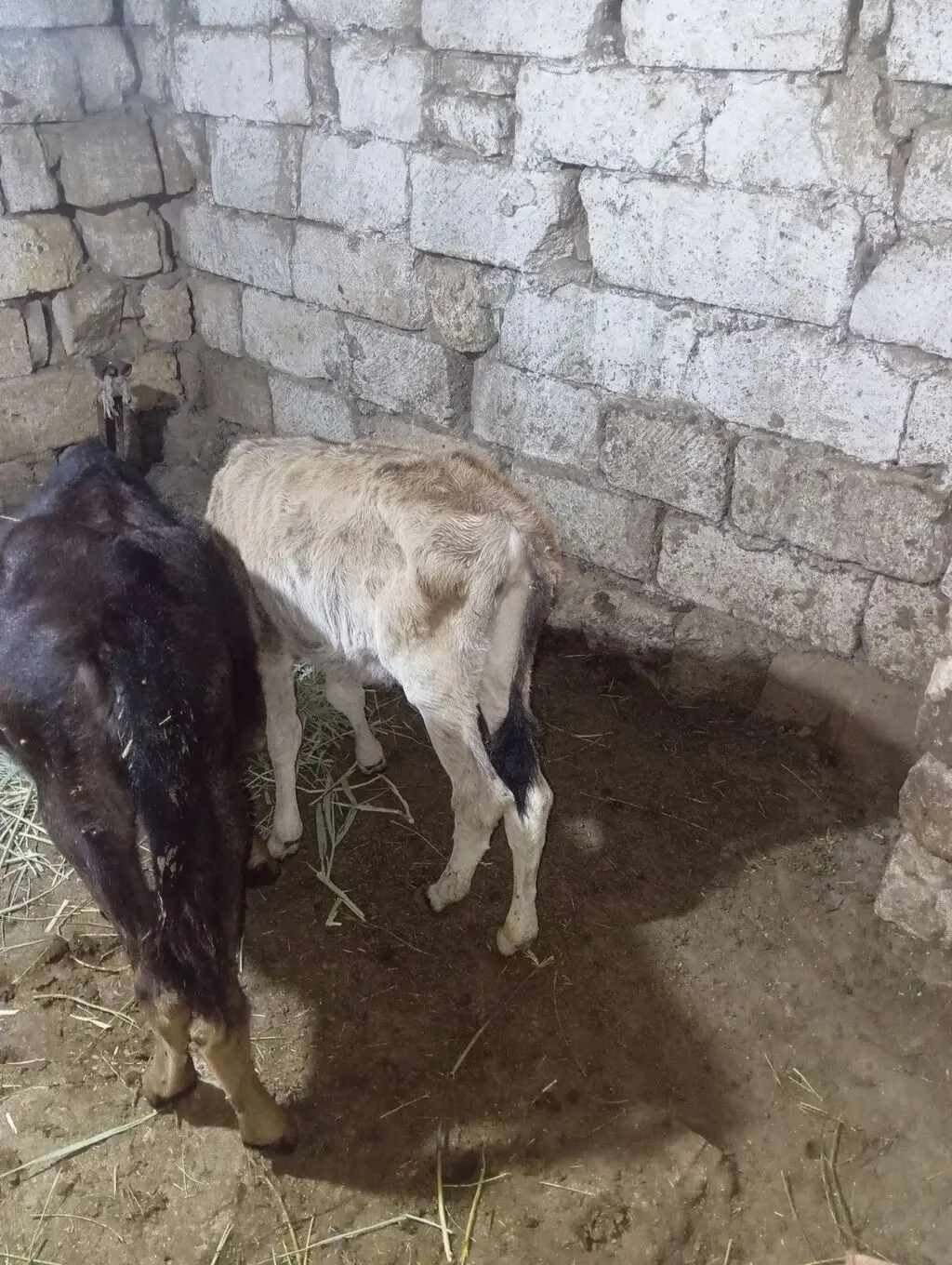Buzov — Heyvanlar, Quşlar, Balıqlar, Xırdalan