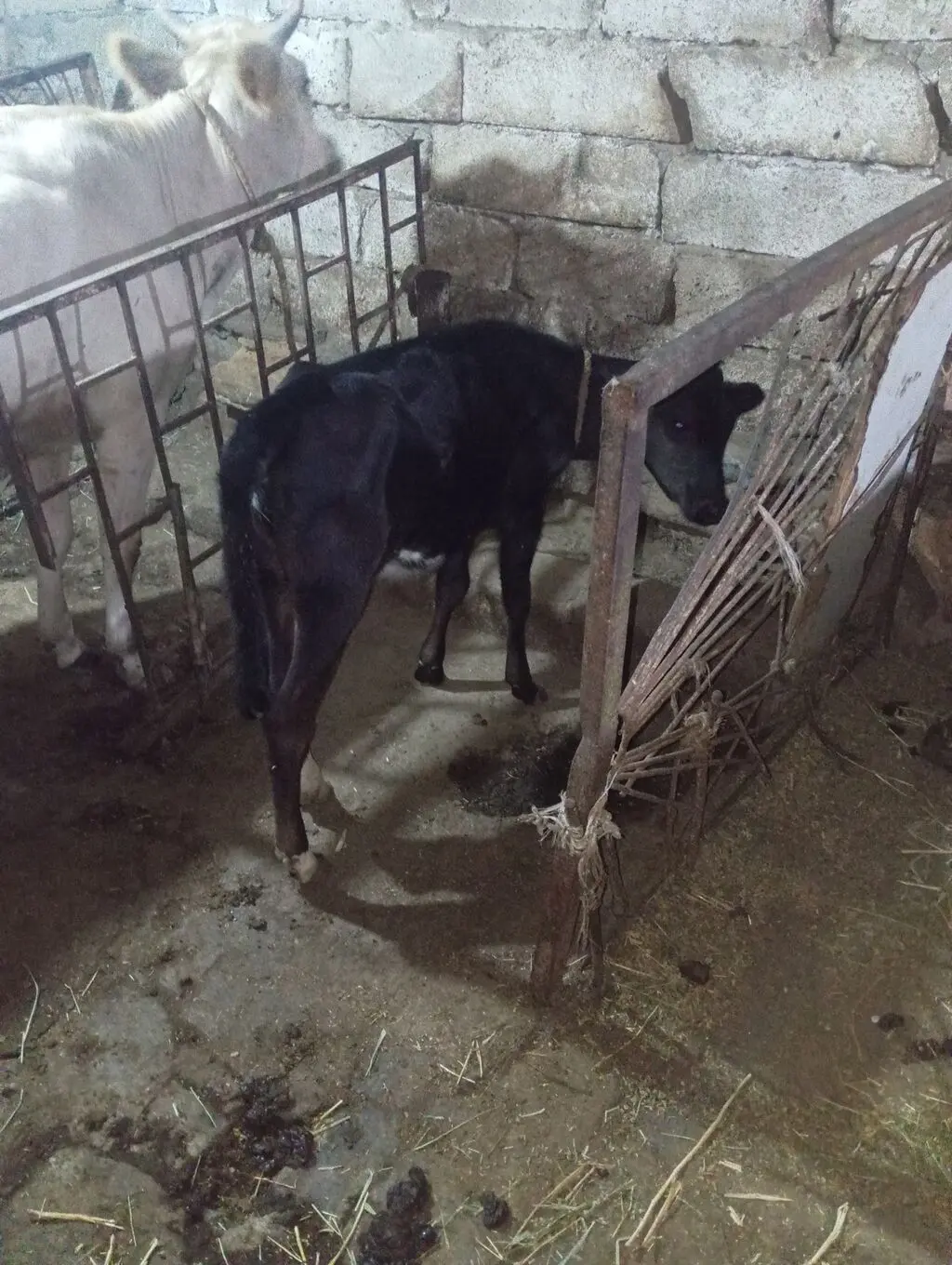Buzov — Heyvanlar, Quşlar, Balıqlar, Xırdalan
