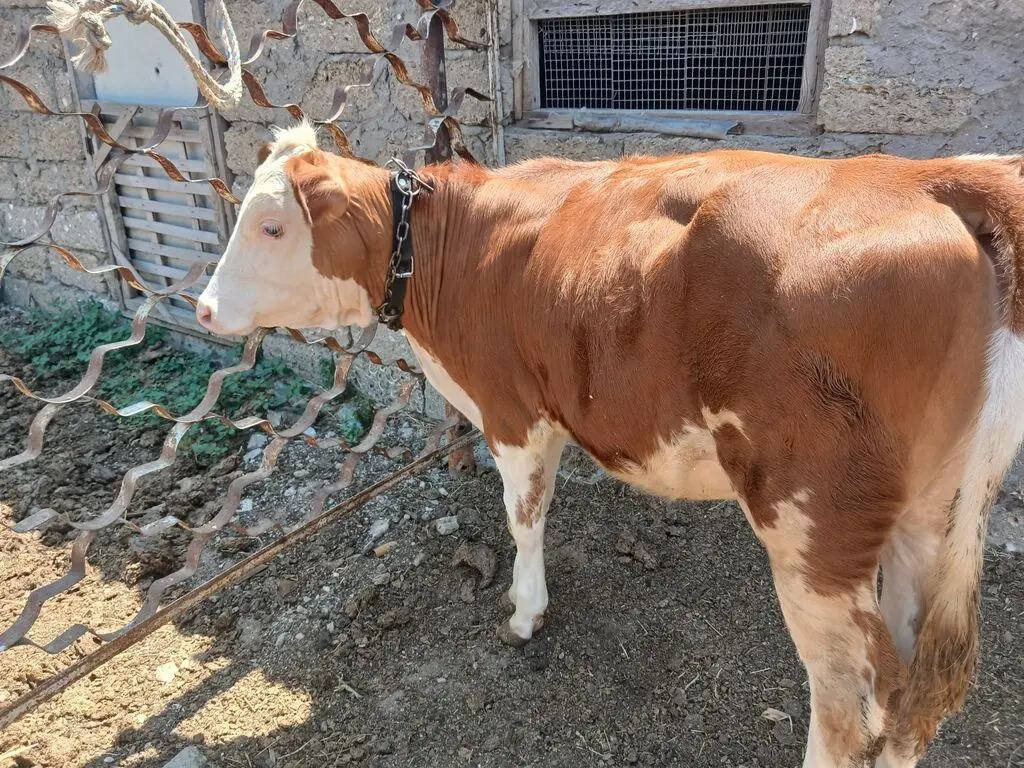 Dana — Heyvanlar, Quşlar, Balıqlar, Bakı