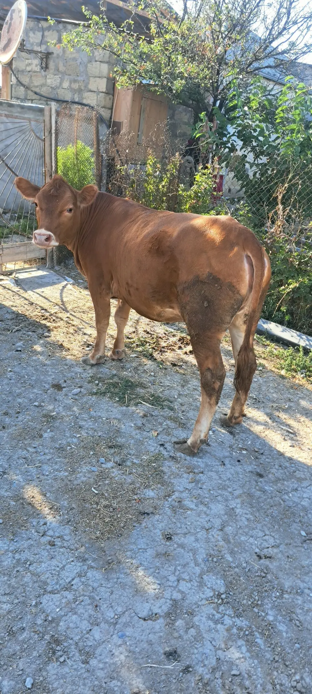 Dana — Heyvanlar, Quşlar, Balıqlar, Sumqayıt