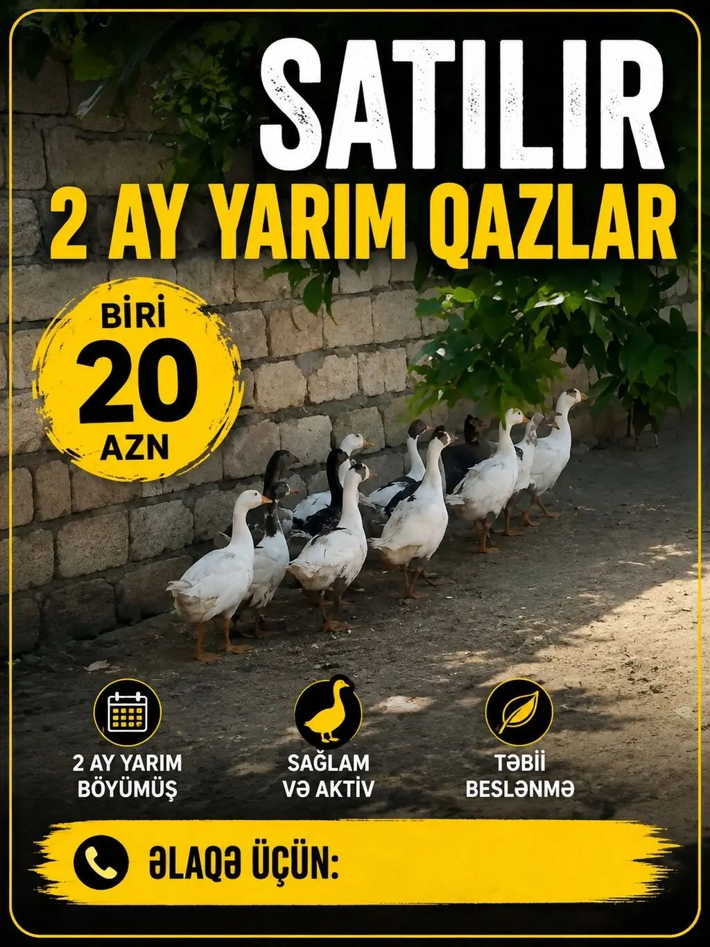 Qazlar — Heyvanlar, Quşlar, Balıqlar, Bakı