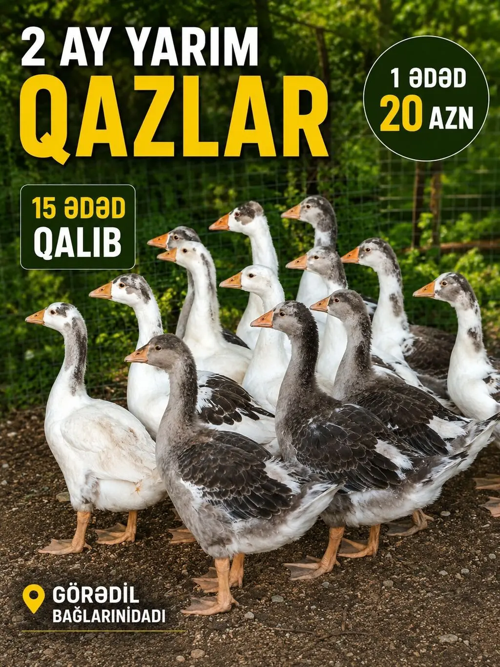 Qazlar — Heyvanlar, Quşlar, Balıqlar, Bakı