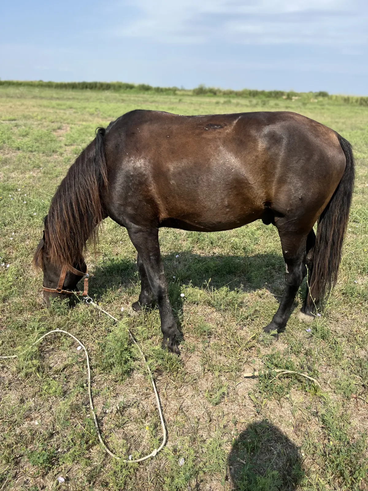 At — Heyvanlar, Quşlar, Balıqlar, İmişli