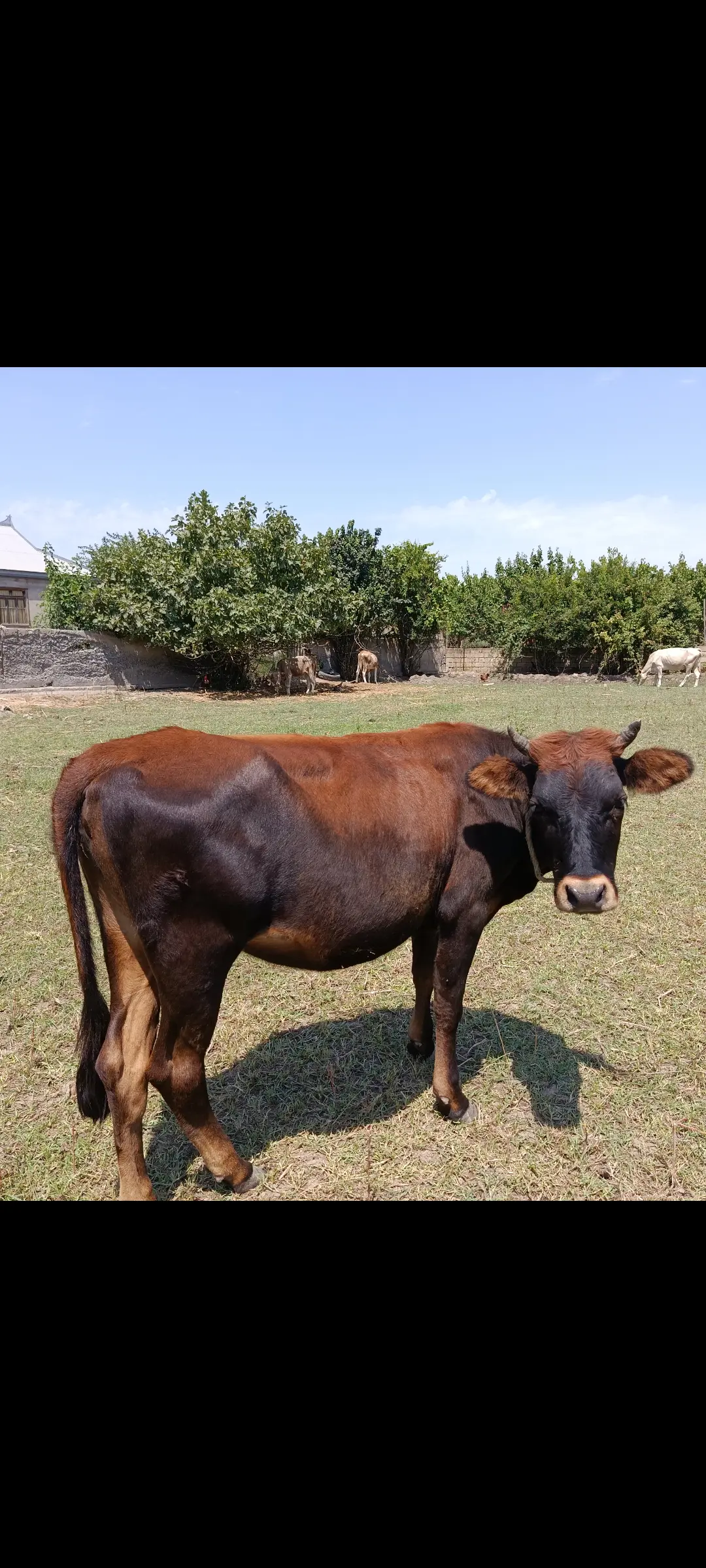 Dana — Heyvanlar, Quşlar, Balıqlar, İmişli