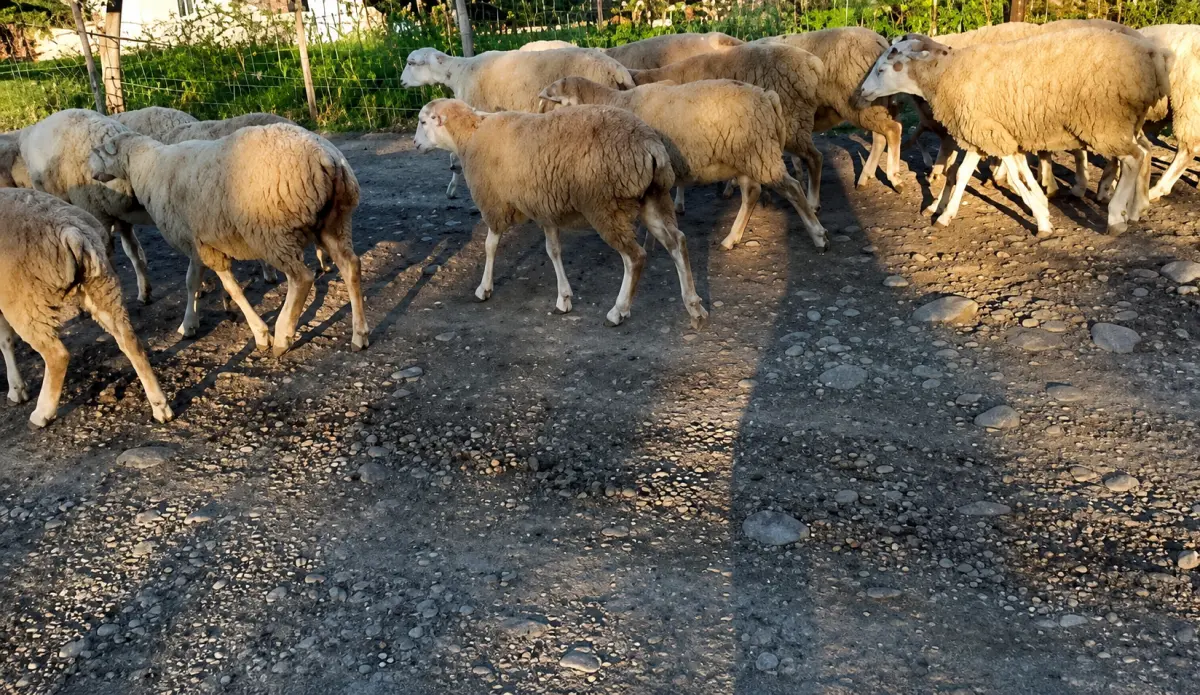 Quzular — Heyvanlar, Quşlar, Balıqlar, Beyləqan