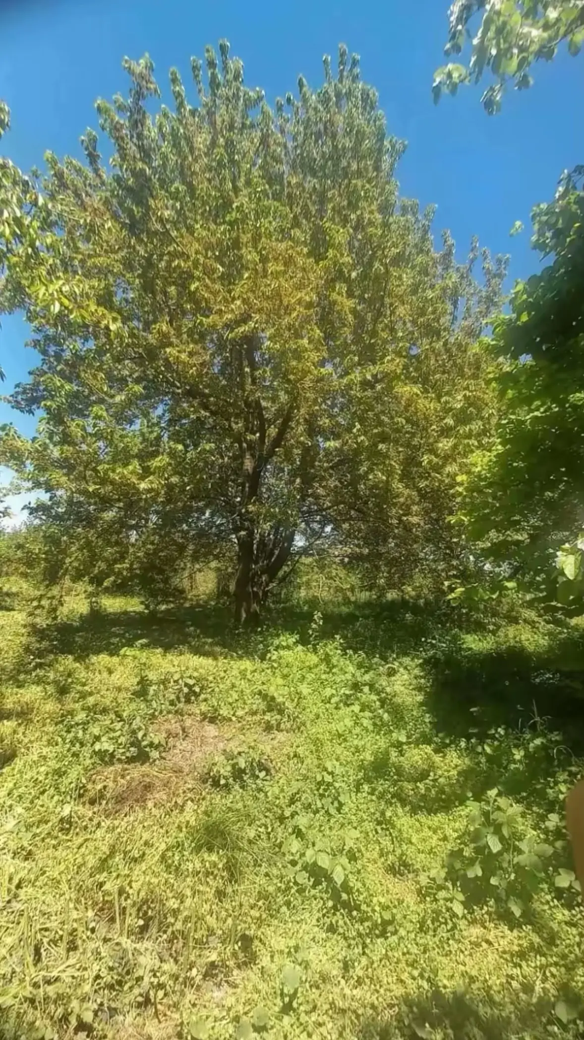 Meyvə bağı — Emal Olunmuş K/t Məhsulları, Quba