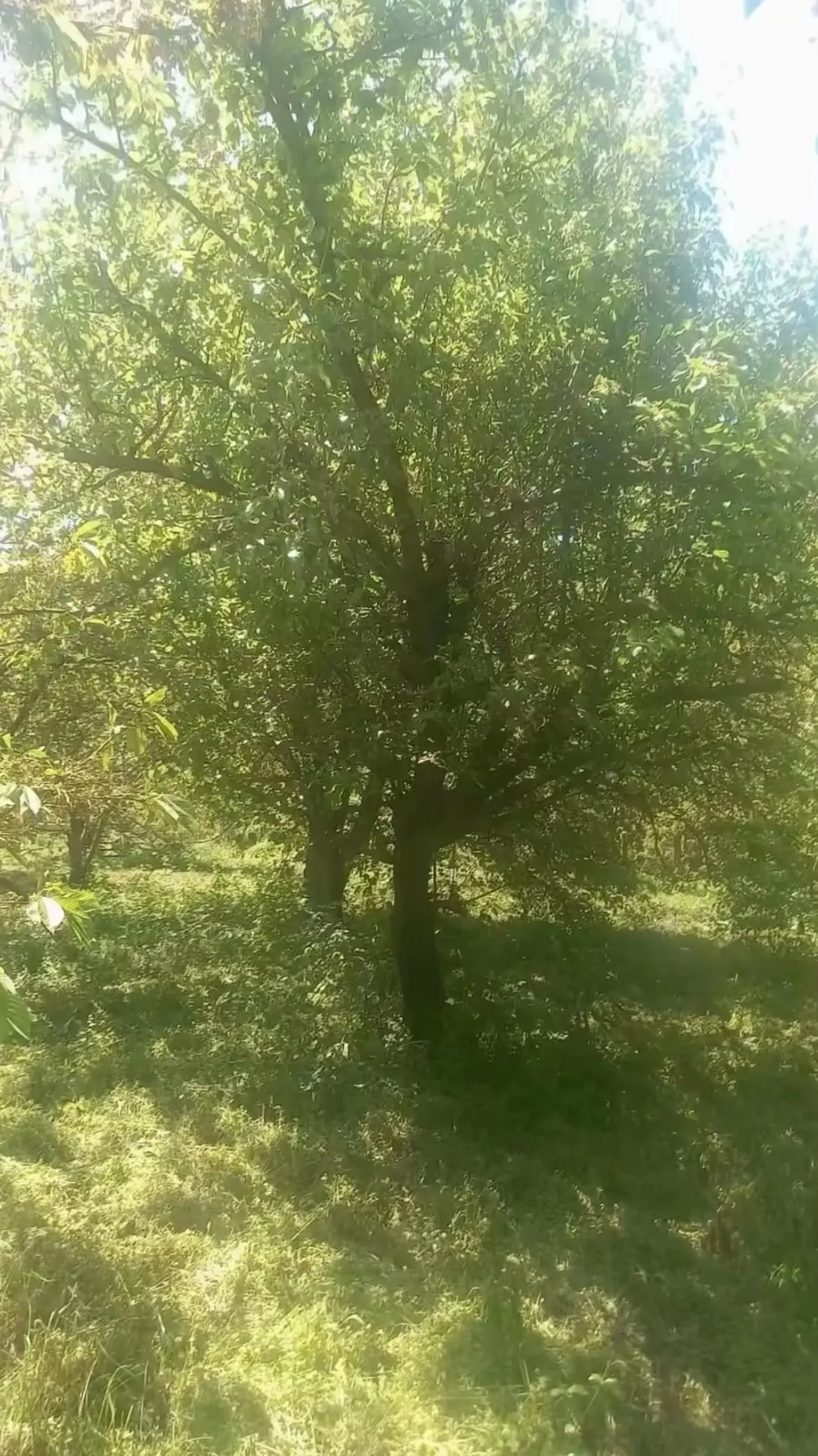 Meyvə bağı — Emal Olunmuş K/t Məhsulları, Quba