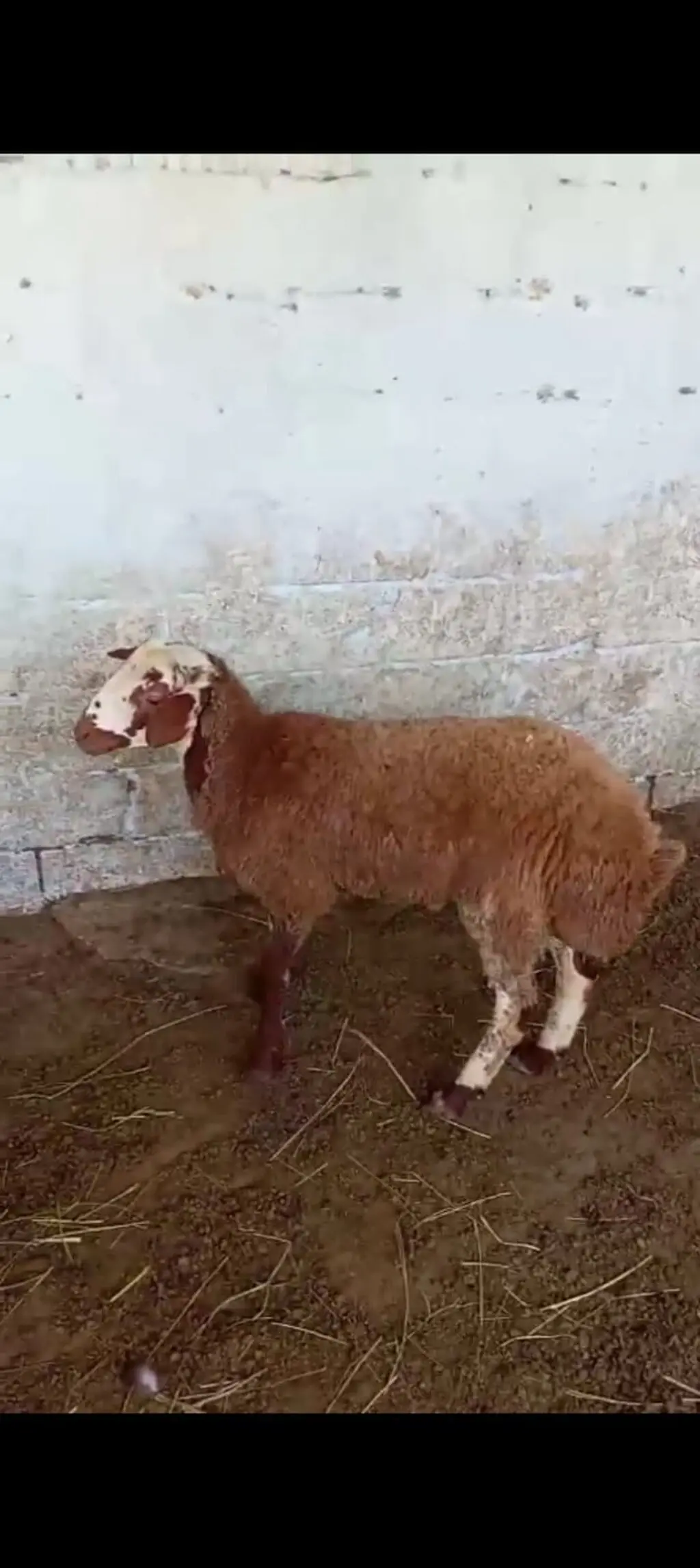 Toğlu — Heyvanlar, Quşlar, Balıqlar, Xırdalan