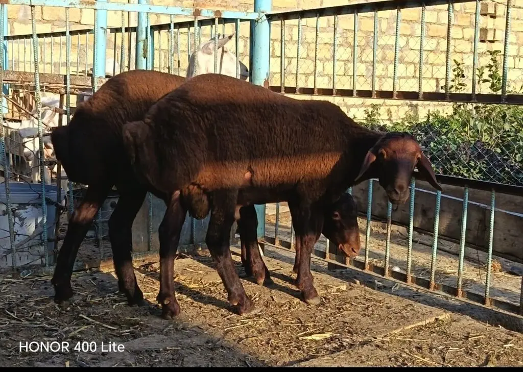 Quzular — Heyvanlar, Quşlar, Balıqlar, Xırdalan