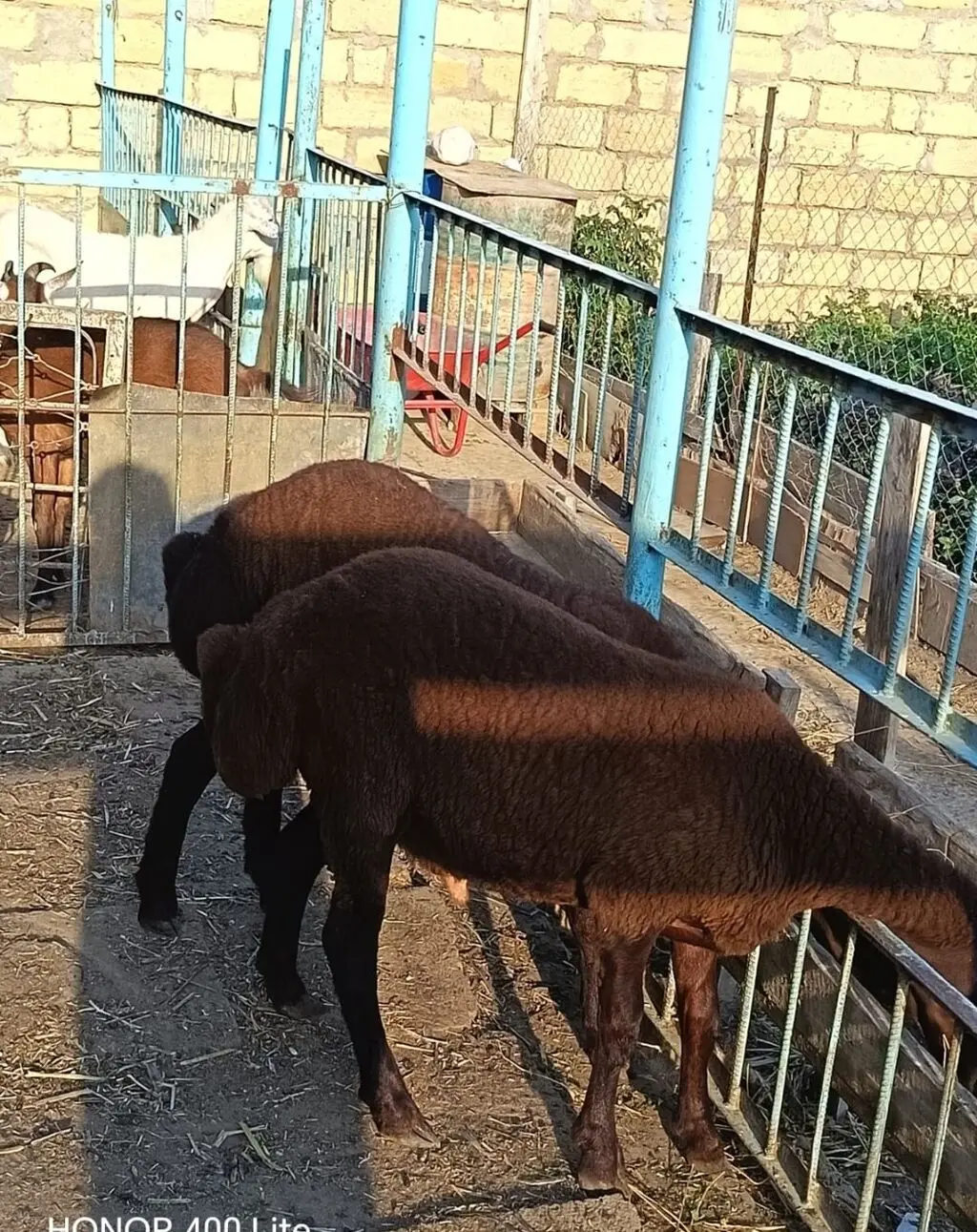 Quzular — Heyvanlar, Quşlar, Balıqlar, Xırdalan