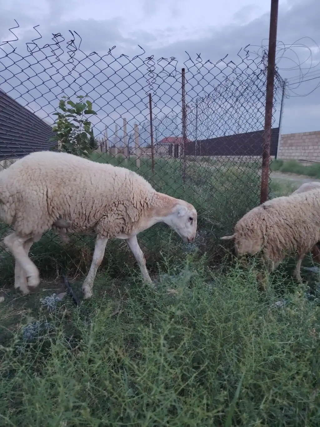 Toğlu — Heyvanlar, Quşlar, Balıqlar, Samux