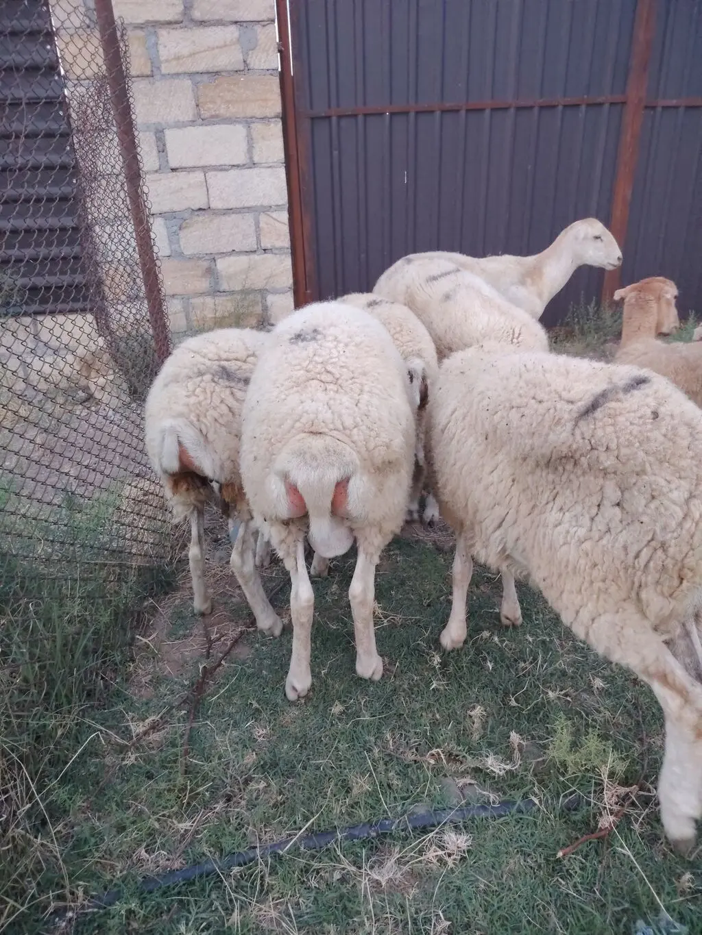 Toğlu — Heyvanlar, Quşlar, Balıqlar, Samux