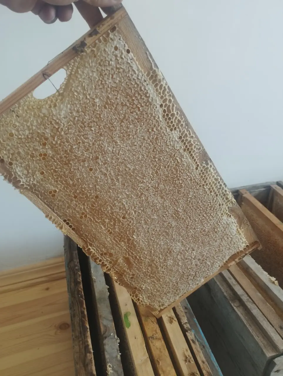 Arı pətəyi — Heyvanlar, Quşlar, Balıqlar, Bakı