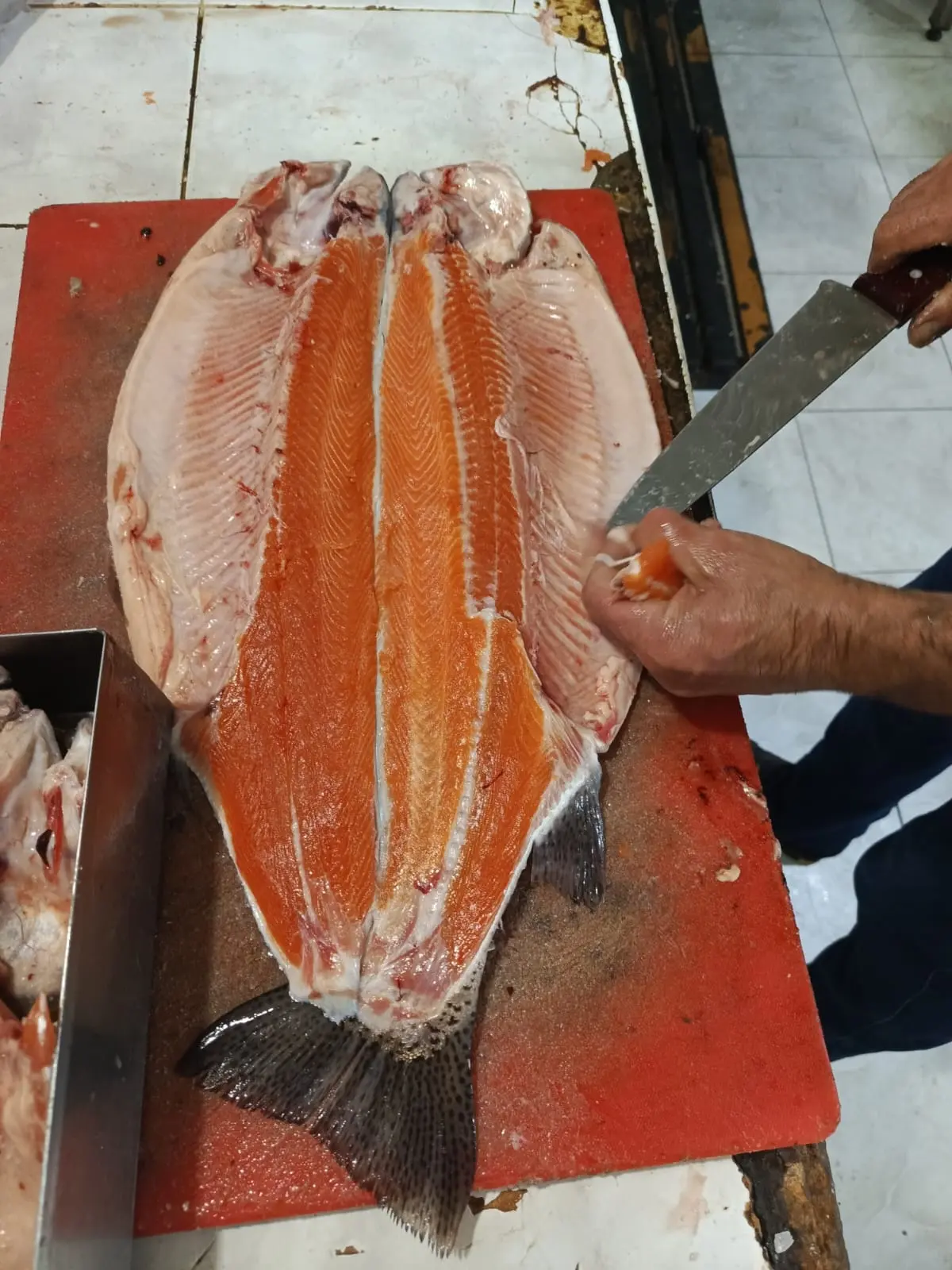 Forel — Heyvanlar, Quşlar, Balıqlar, Bakı