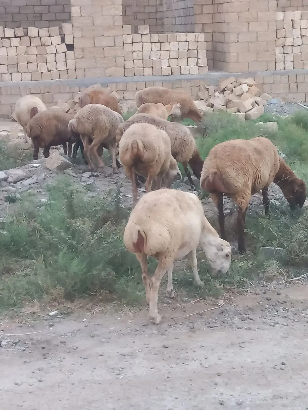Qoyunlar — Heyvanlar, Quşlar, Balıqlar, Xırdalan