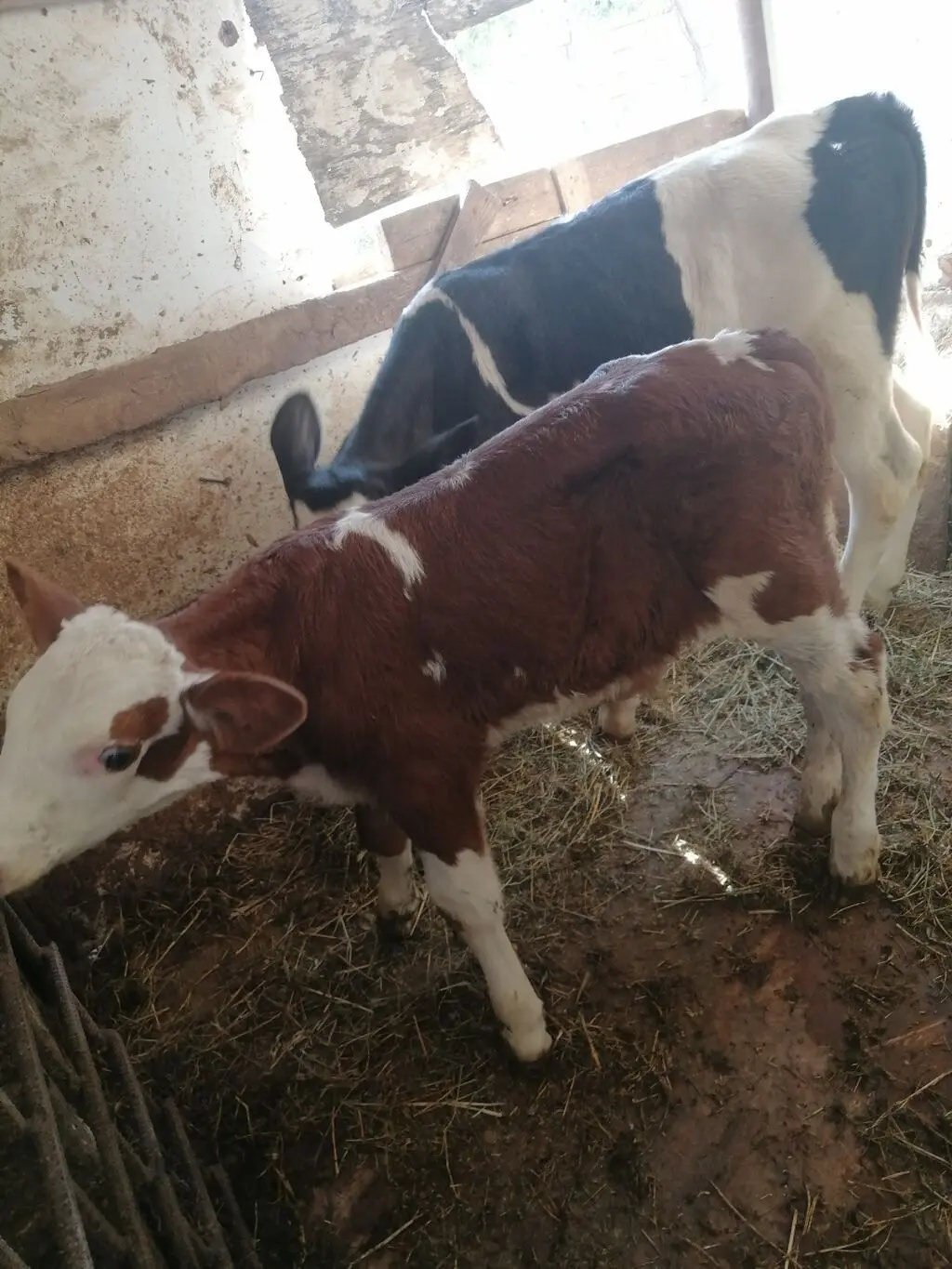 Buzov — Heyvanlar, Quşlar, Balıqlar, Xırdalan