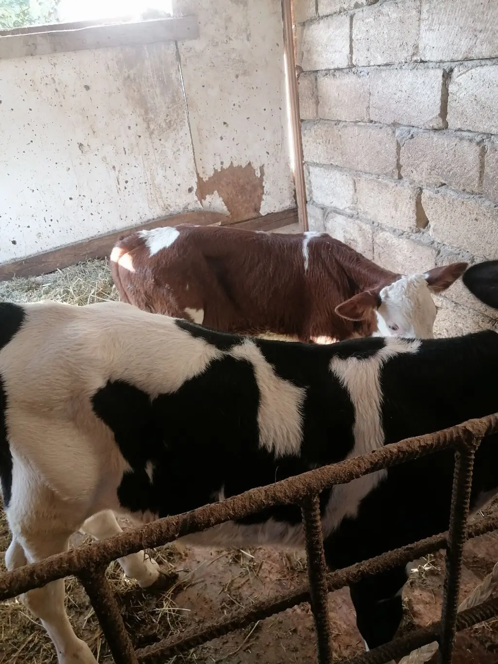 Buzov — Heyvanlar, Quşlar, Balıqlar, Xırdalan