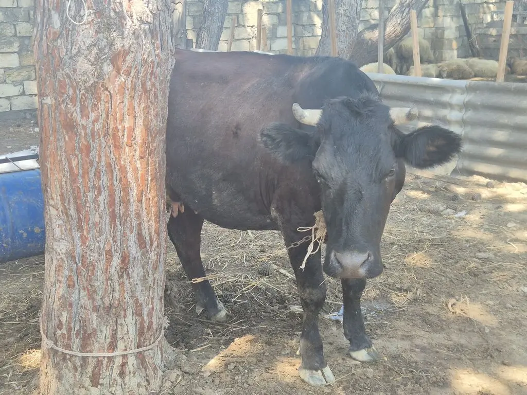 Dana — Heyvanlar, Quşlar, Balıqlar, Bakı