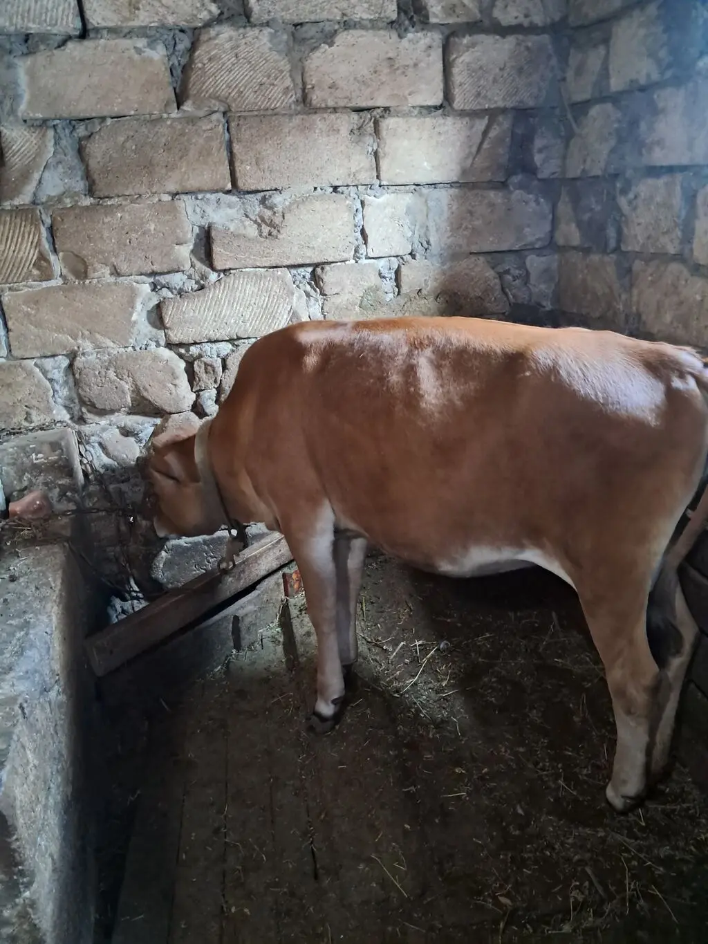 Dana — Heyvanlar, Quşlar, Balıqlar, Xırdalan