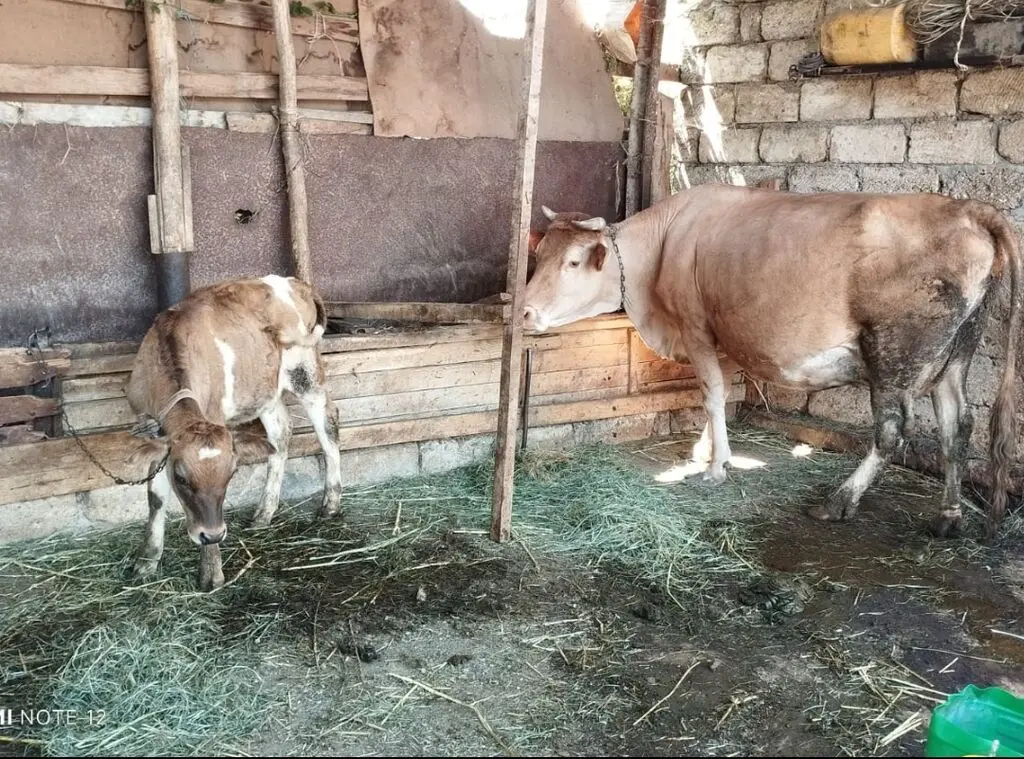 Balalı inək — Heyvanlar, Quşlar, Balıqlar, Quba
