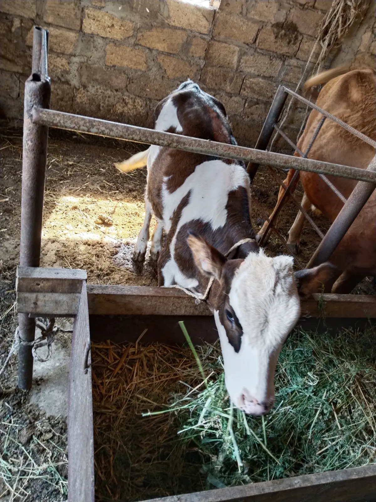 Balalı inək — Heyvanlar, Quşlar, Balıqlar, Cəlilabad