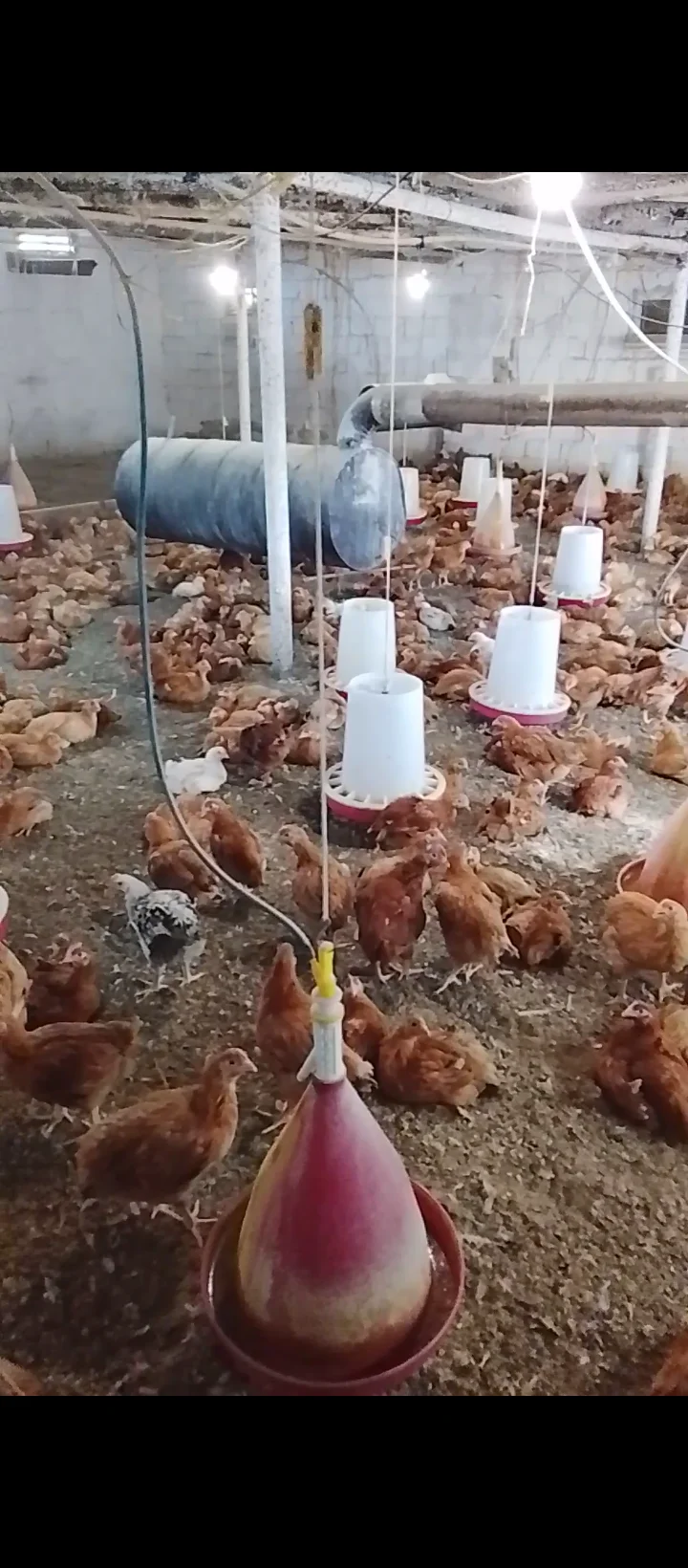 Cücə — Heyvanlar, Quşlar, Balıqlar, Bakı