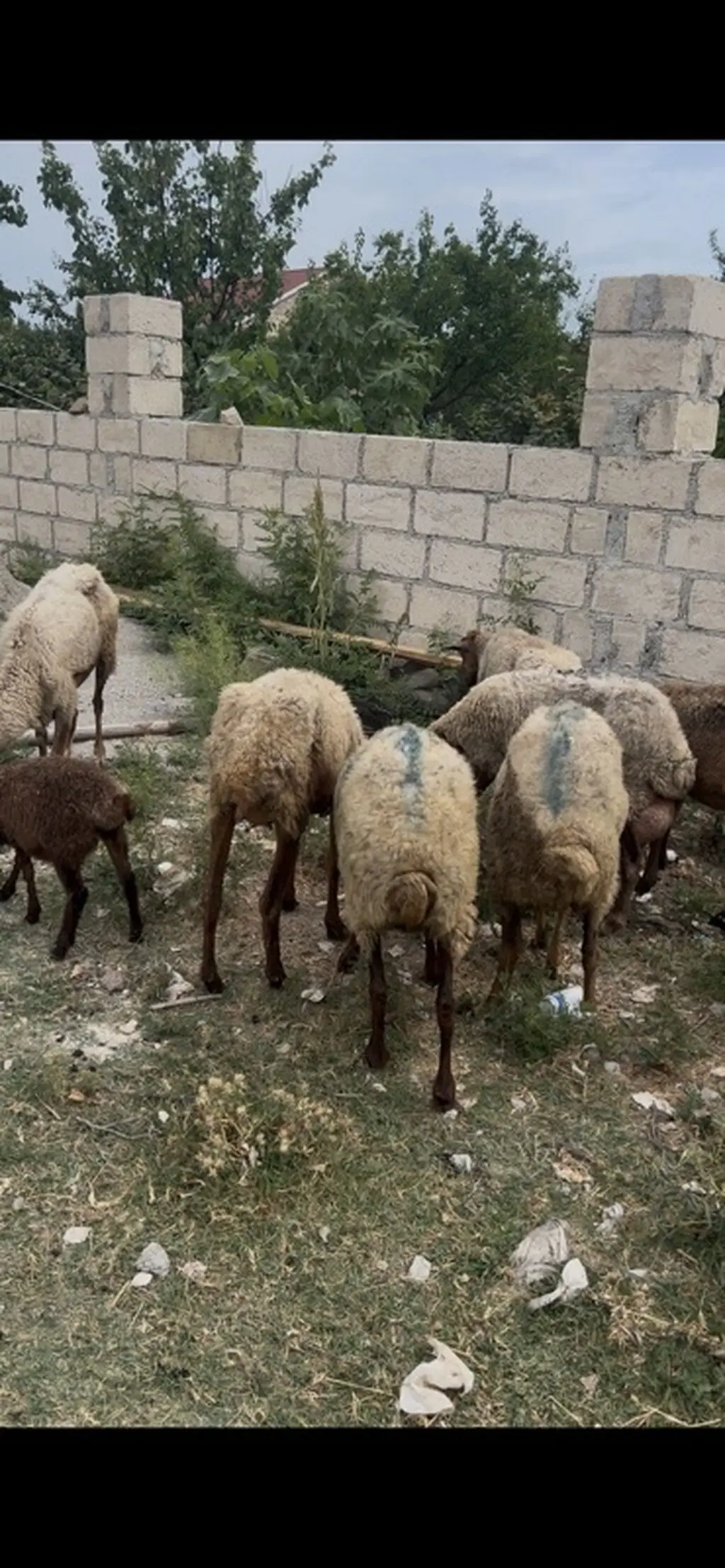 Qoyunlar — Heyvanlar, Quşlar, Balıqlar, Siyəzən