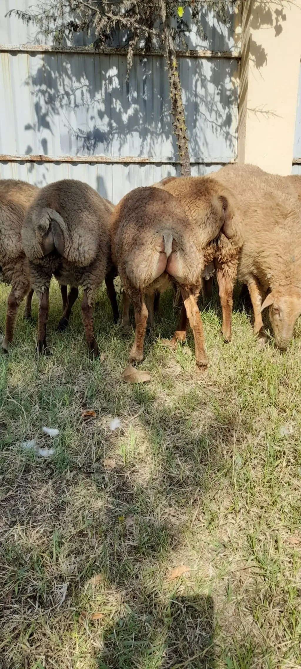 Quzular — Heyvanlar, Quşlar, Balıqlar, Masallı