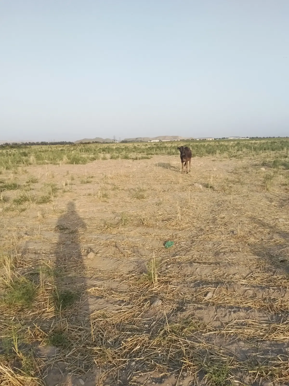 Dana — Heyvanlar, Quşlar, Balıqlar, Naxçıvan