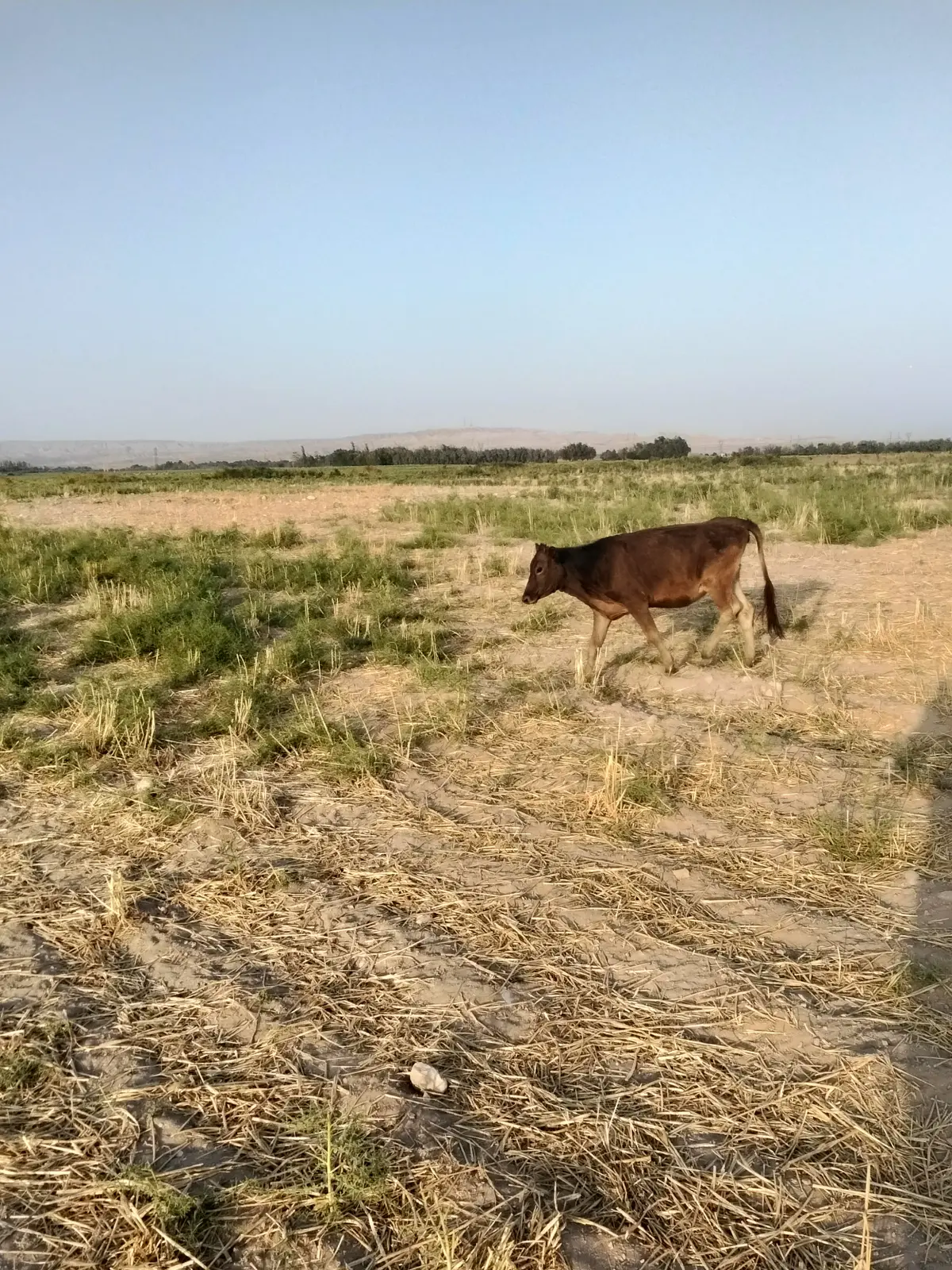 Dana — Heyvanlar, Quşlar, Balıqlar, Naxçıvan