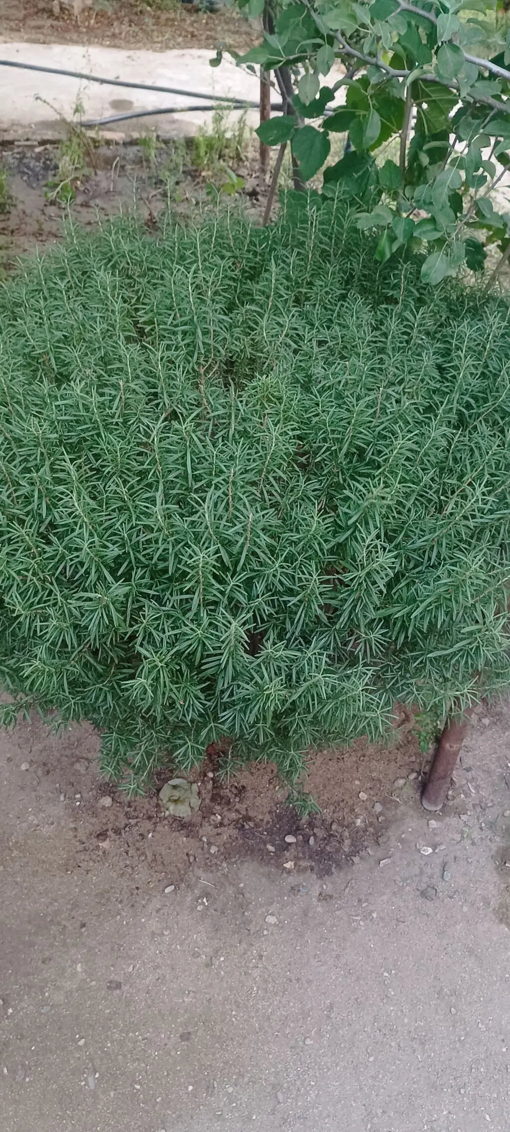 Rozmarin tingi — Dənlilər, Otlar Yemlər,  Bitkilər, Bakı