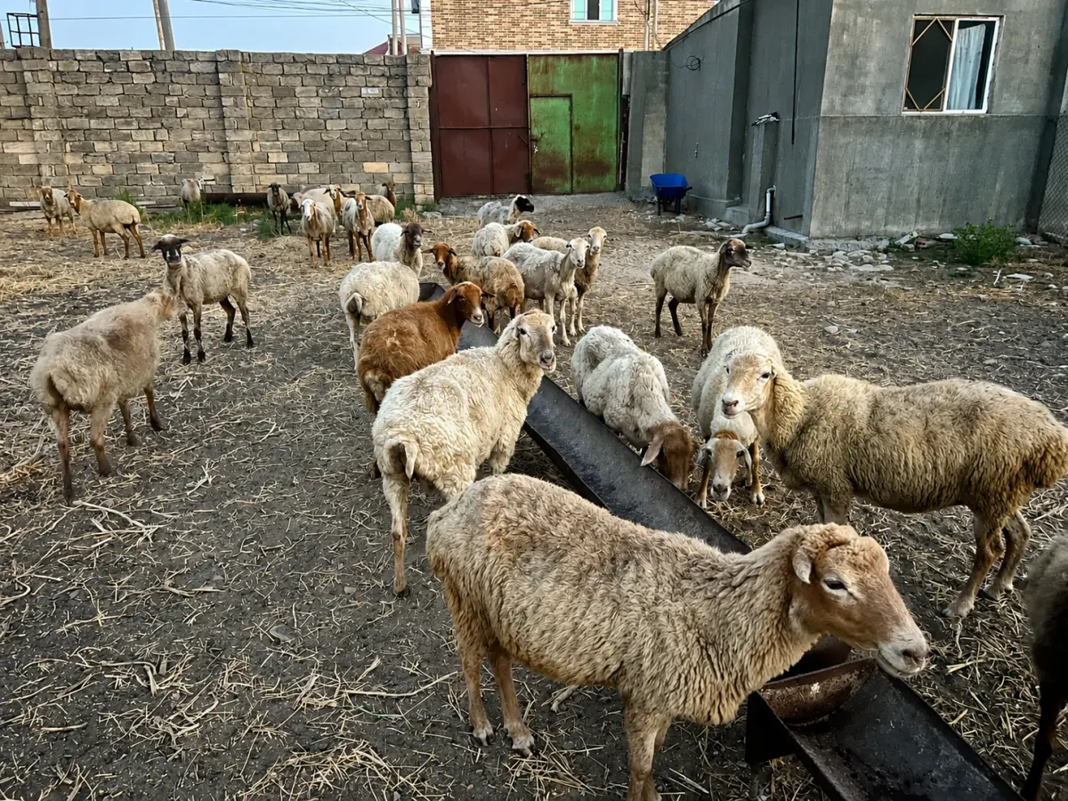 Qoyunlar — Heyvanlar, Quşlar, Balıqlar, Bakı