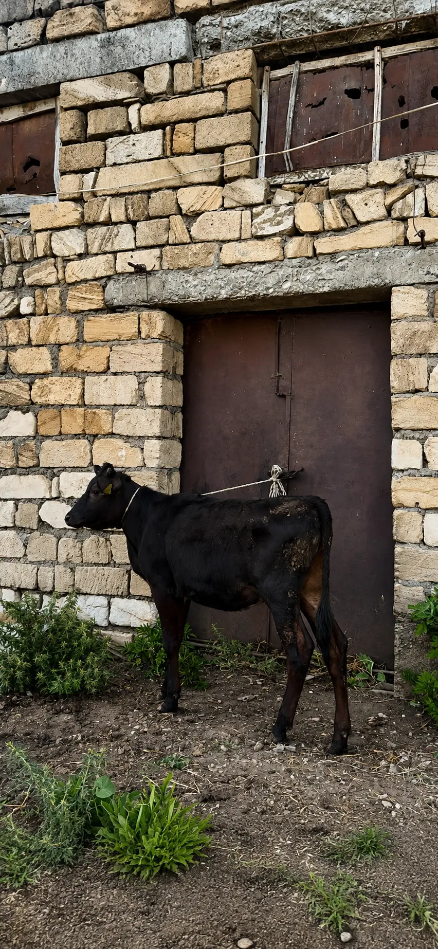 Dana — Heyvanlar, Quşlar, Balıqlar, Oğuz