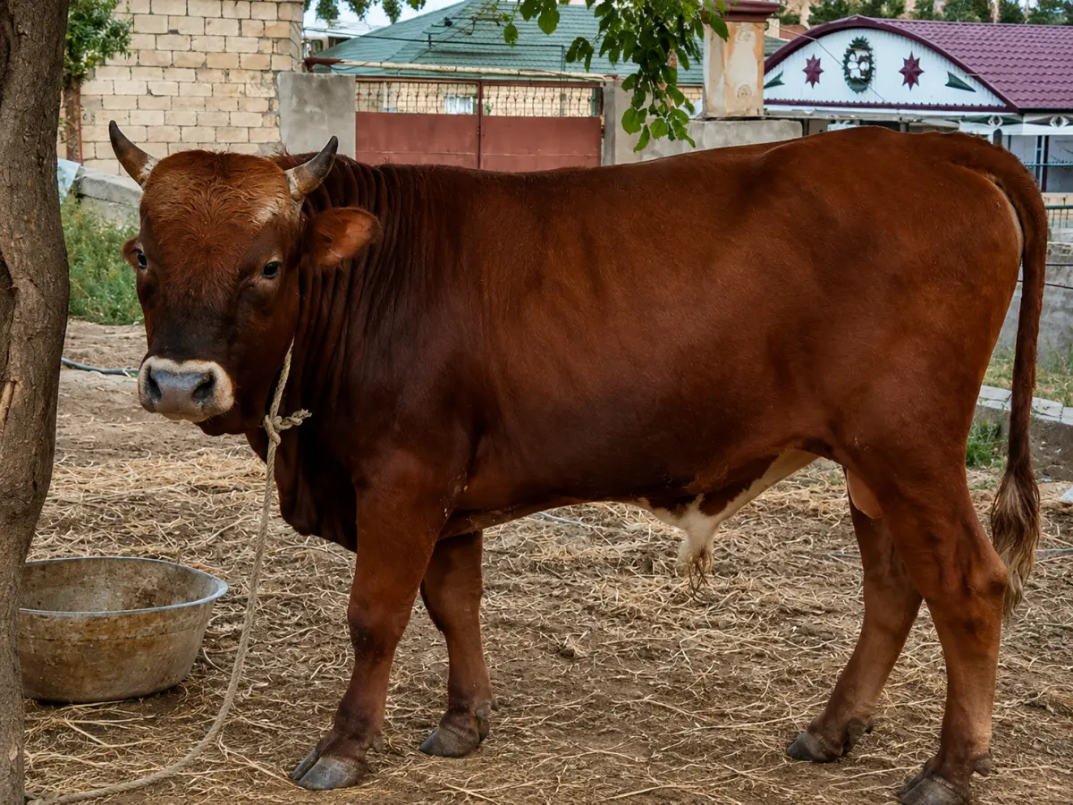 Dana — Heyvanlar, Quşlar, Balıqlar, Bakı