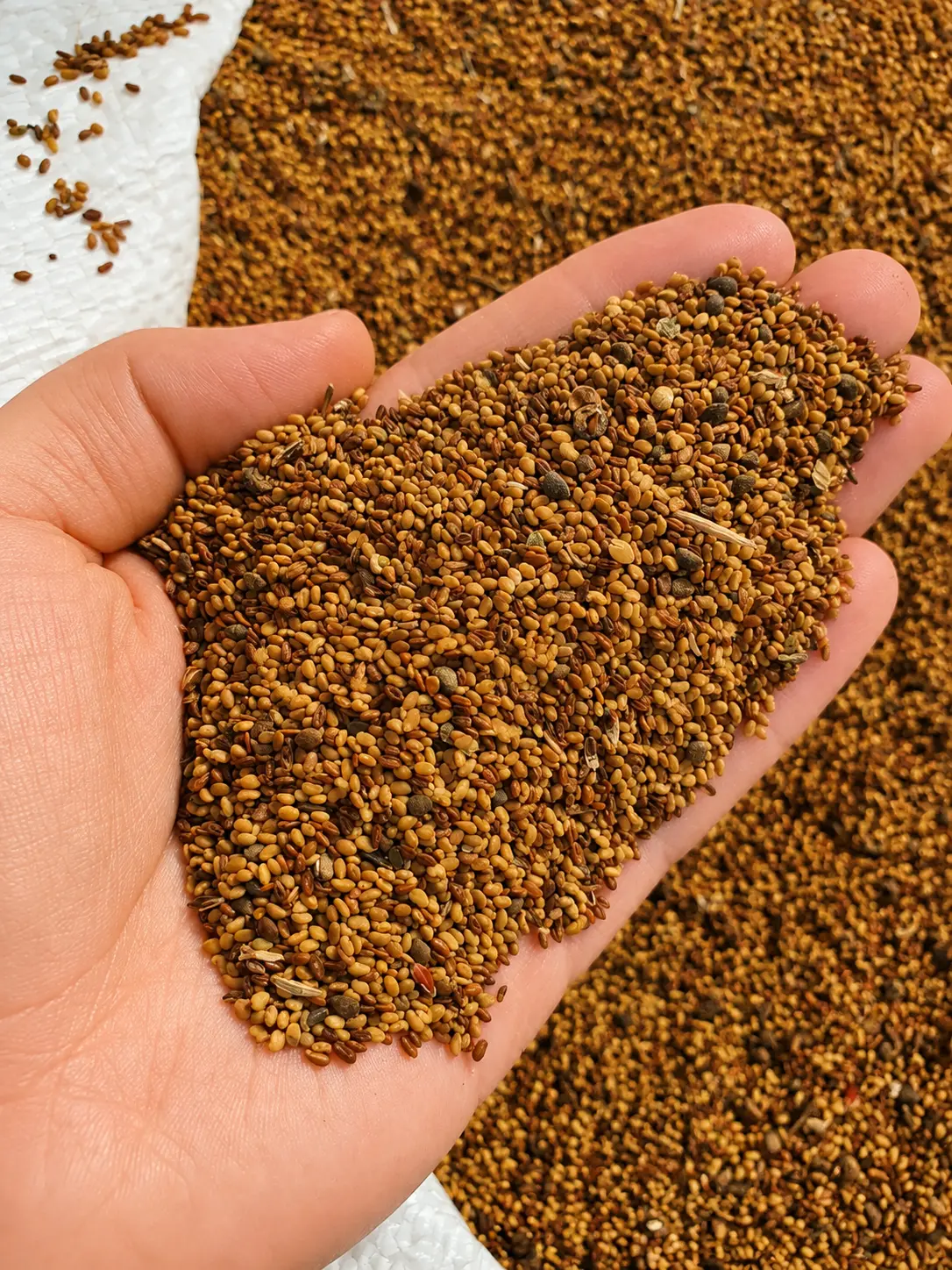 Alfalfa seeds — Grains, Herbs, Feed, Plants, Saatli