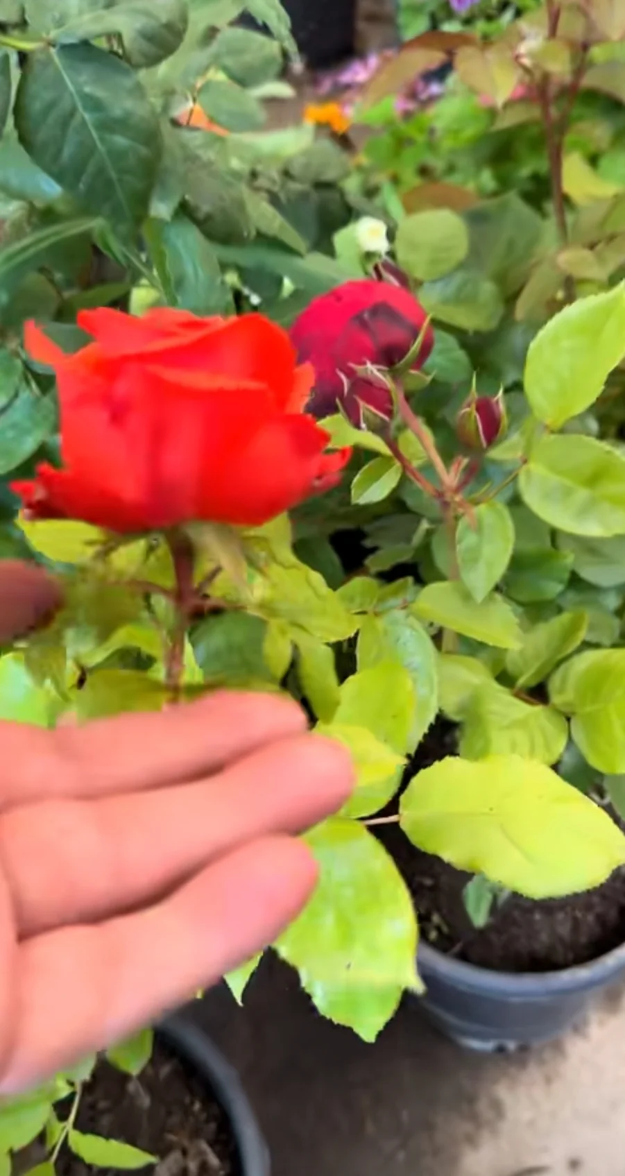 Flower bushes — Grains, Herbs, Feed, Plants, Baku