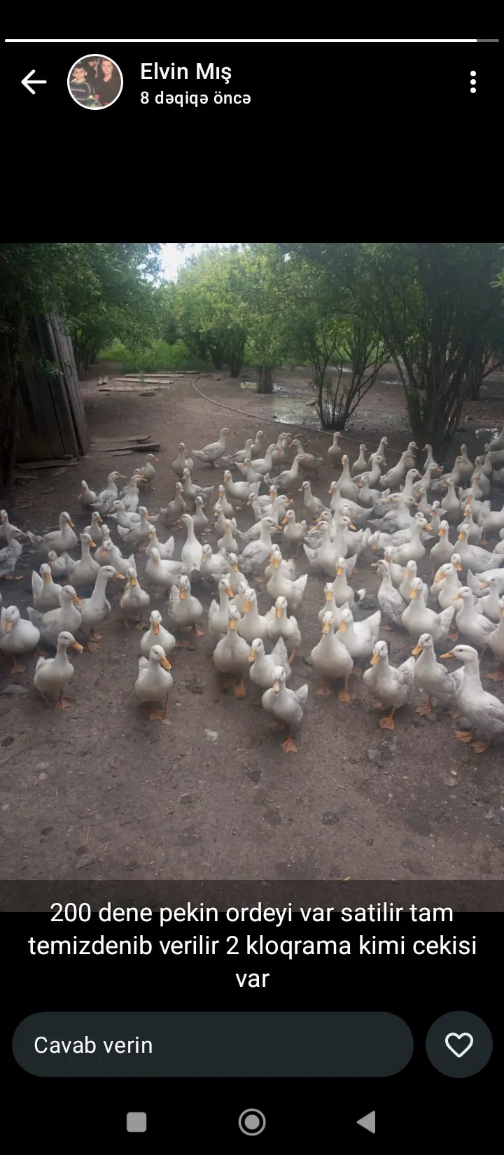 Pekin ördəyi — Heyvanlar, Quşlar, Balıqlar, Beyləqan