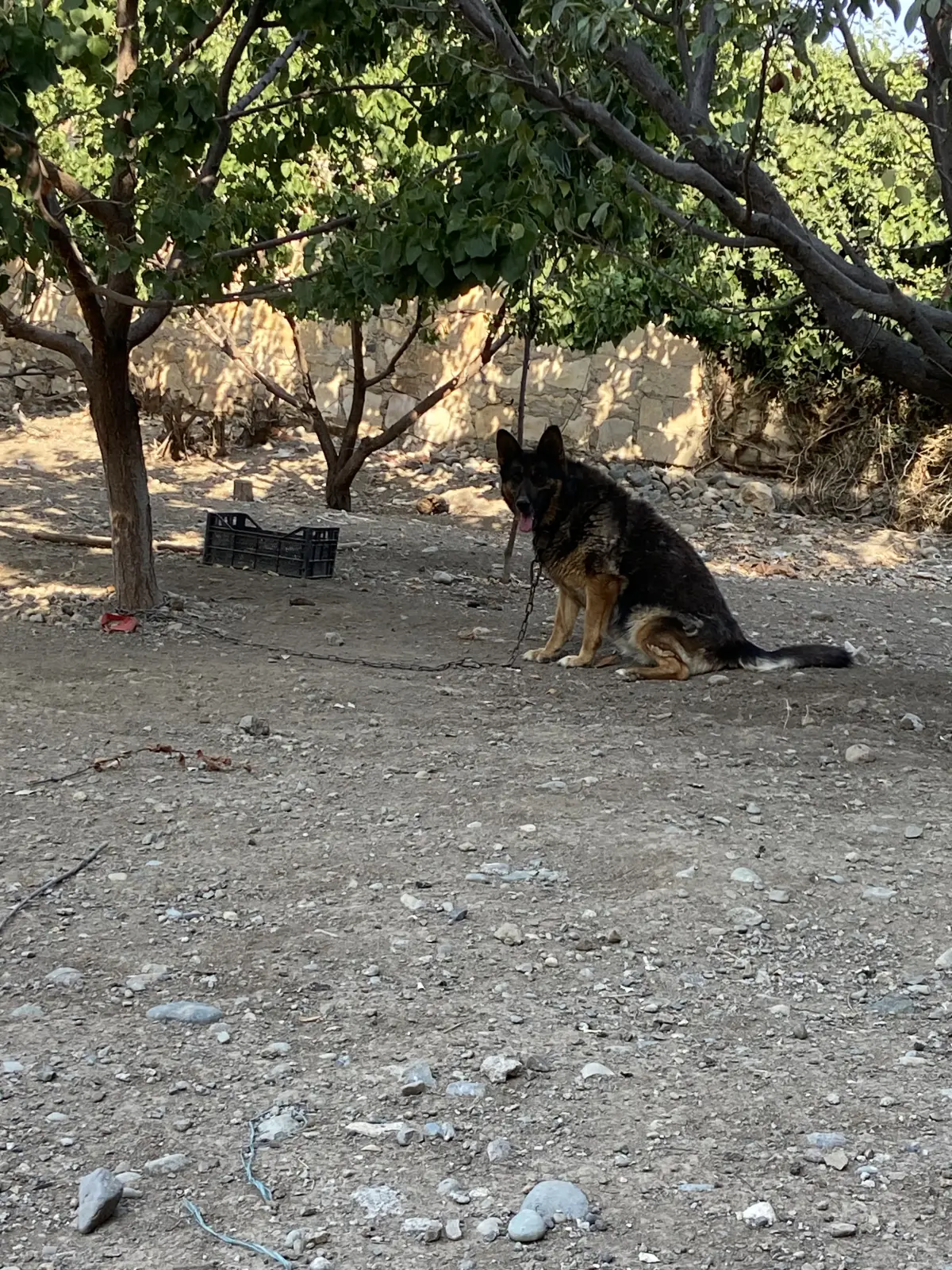 İt — Heyvanlar, Quşlar, Balıqlar, Gəncə