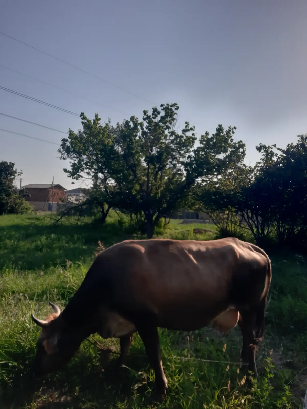 İnək — Heyvanlar, Quşlar, Balıqlar, Saatlı