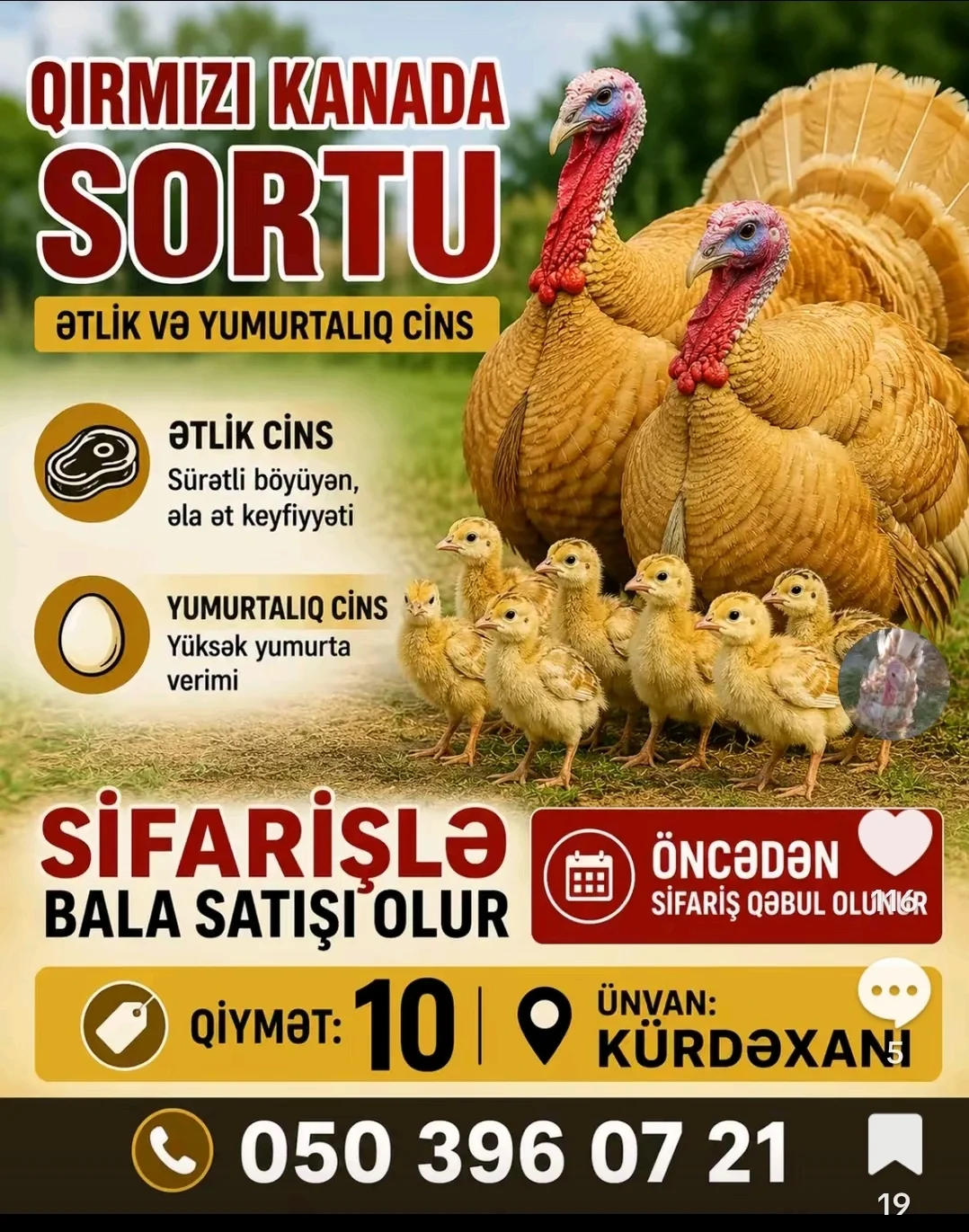 Hinduşka — Heyvanlar, Quşlar, Balıqlar, Bakı
