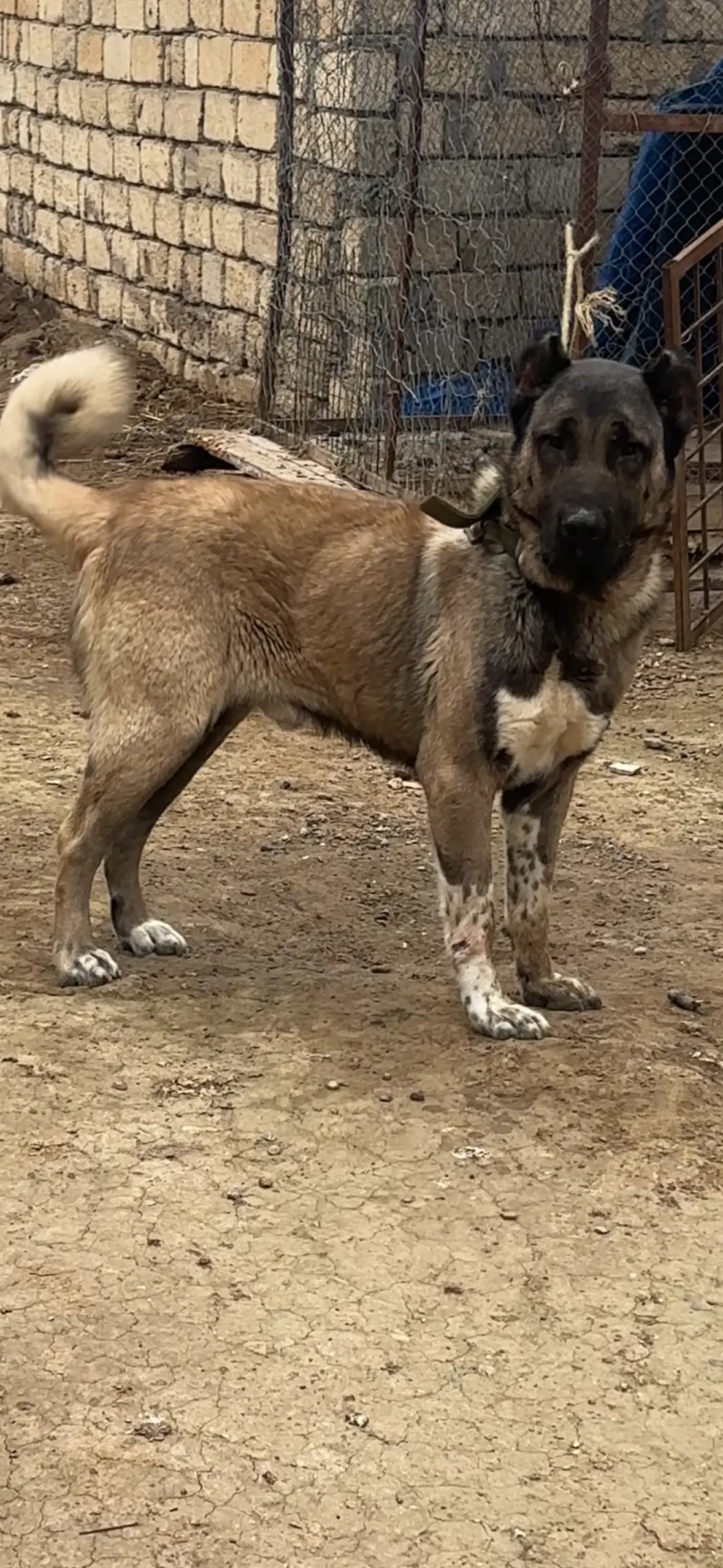 İt — Heyvanlar, Quşlar, Balıqlar, Bakı