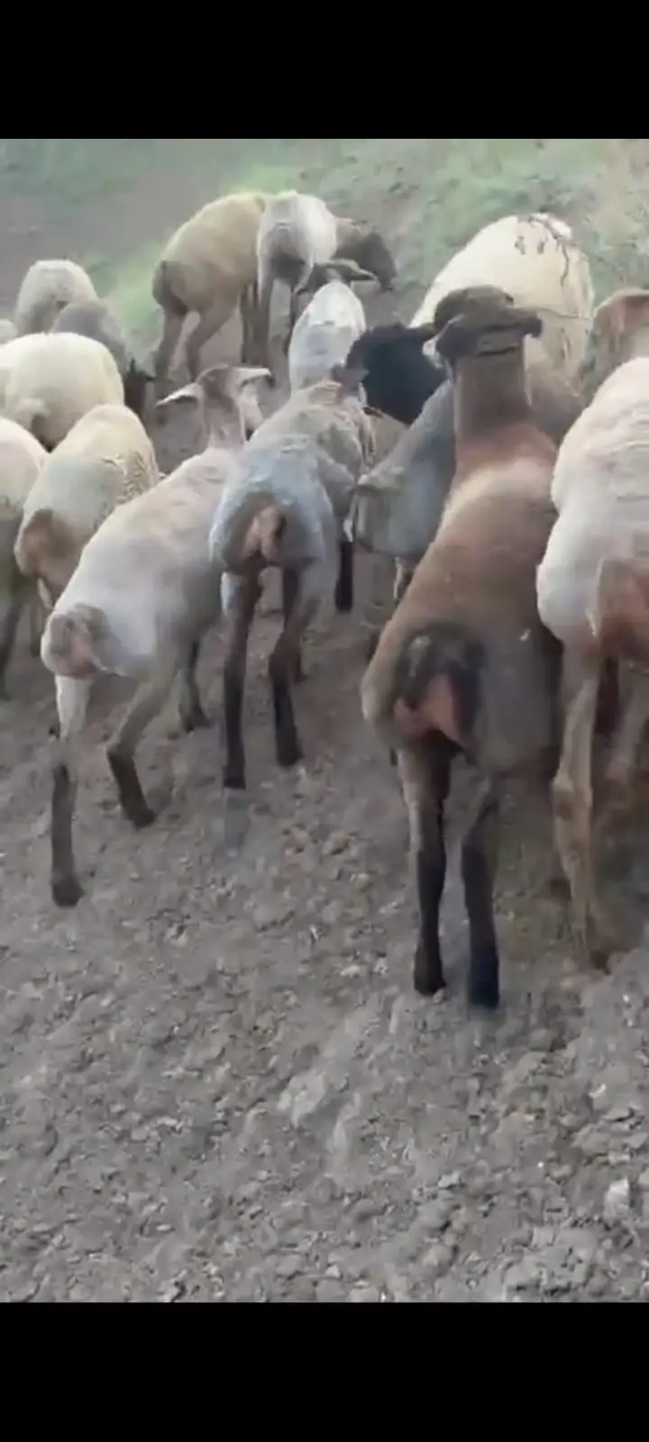 Qoyunlar — Heyvanlar, Quşlar, Balıqlar, Cəlilabad