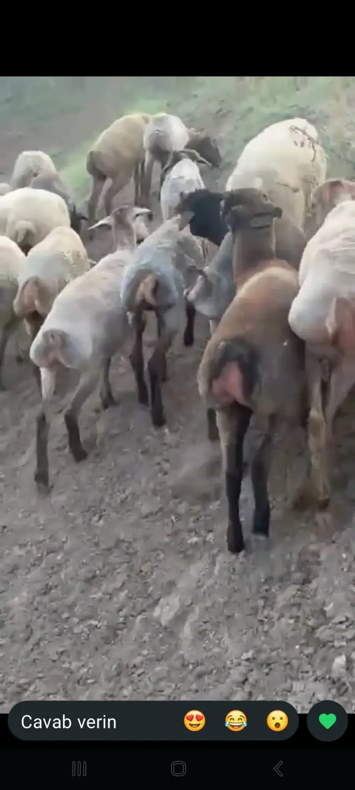 Qoyunlar — Heyvanlar, Quşlar, Balıqlar, Cəlilabad