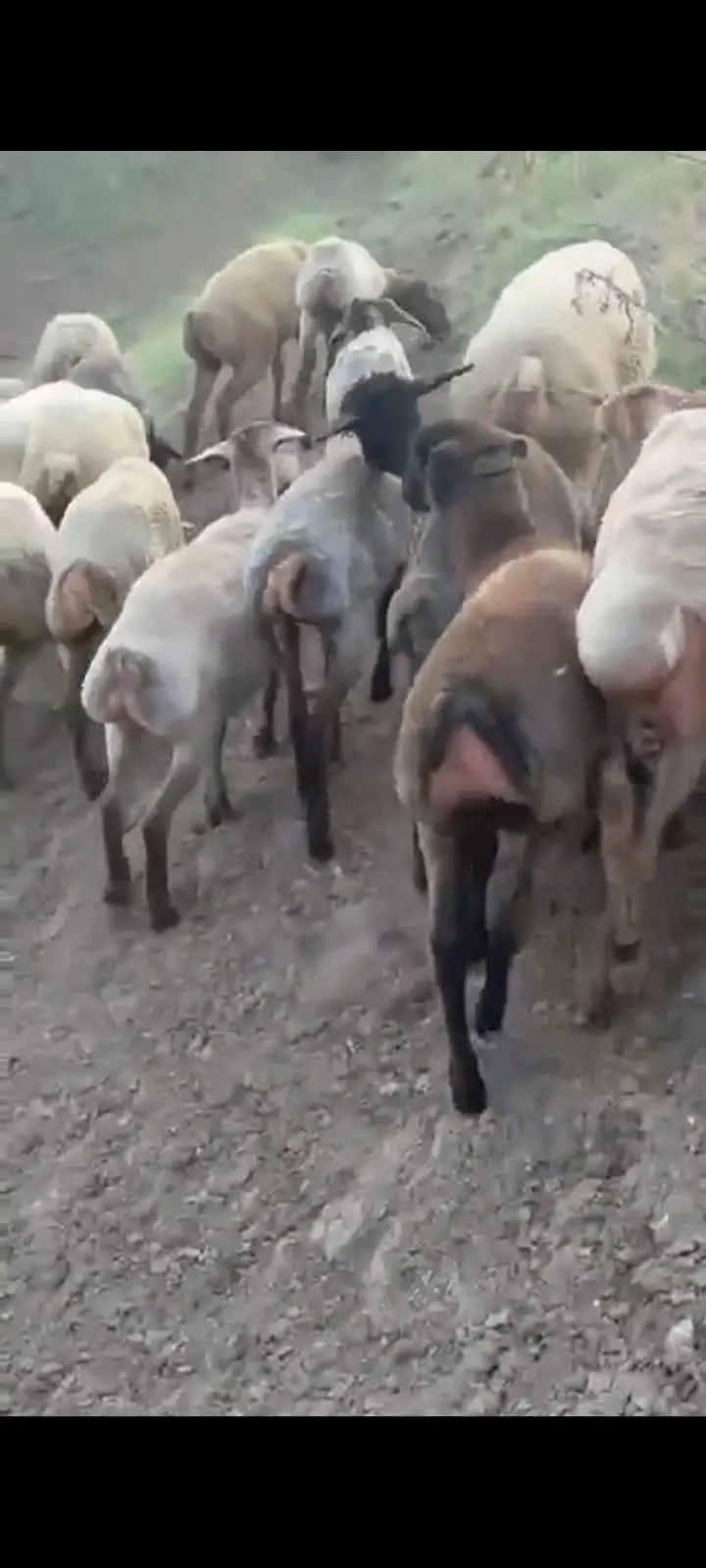 Qoyunlar — Heyvanlar, Quşlar, Balıqlar, Cəlilabad