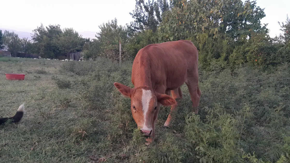 Balalı inək — Heyvanlar, Quşlar, Balıqlar, Kürdəmir