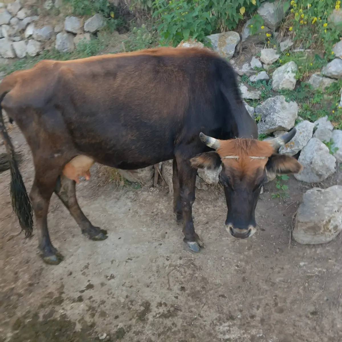 İnək — Heyvanlar, Quşlar, Balıqlar, Daşkəsən