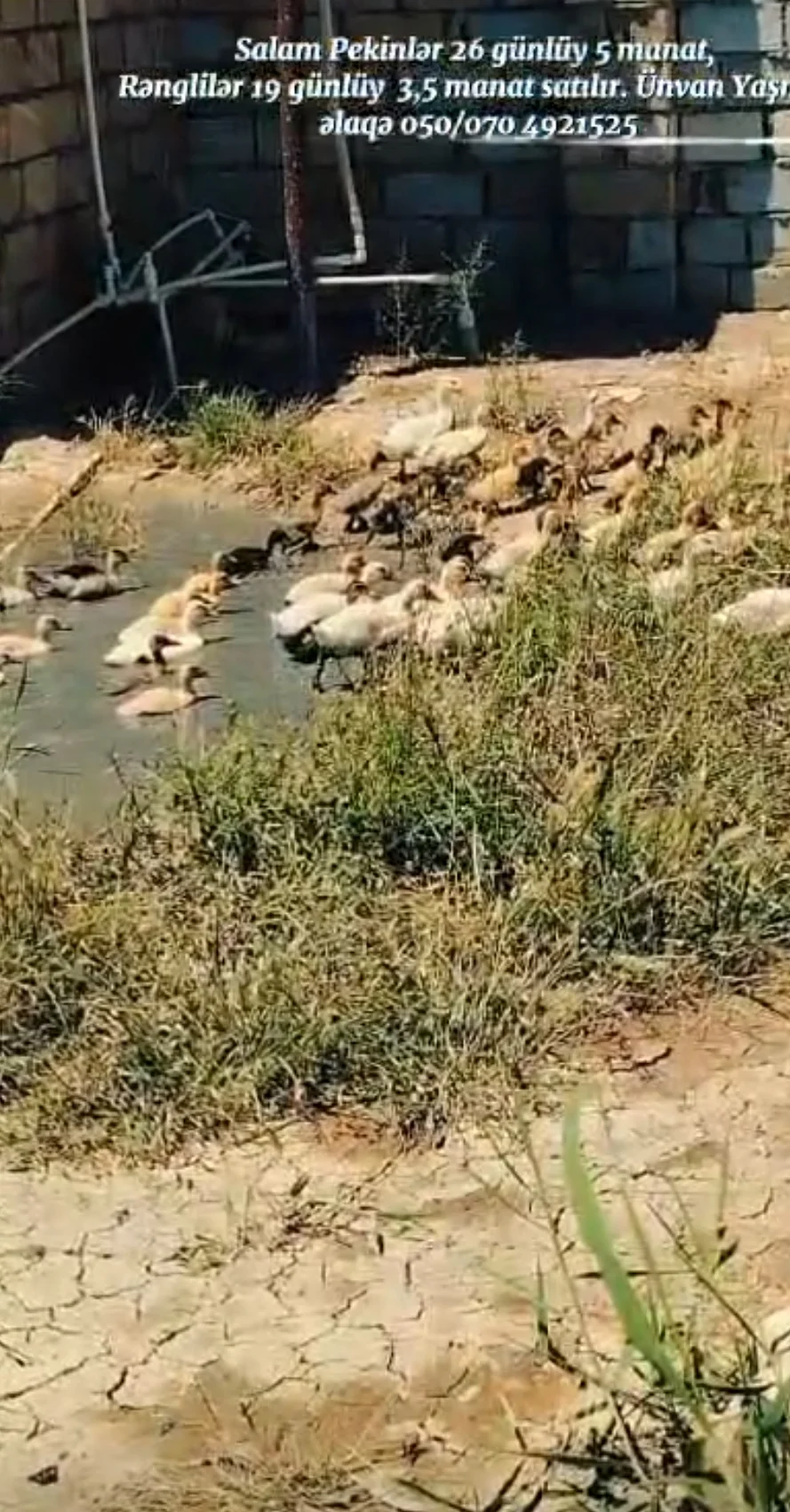 Ördək — Heyvanlar, Quşlar, Balıqlar, Xızı