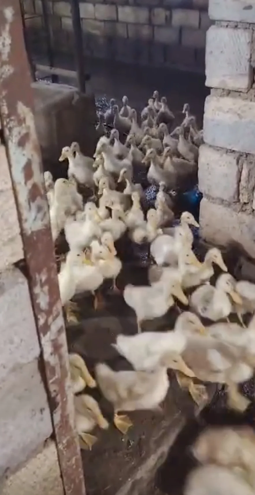 Ördək — Heyvanlar, Quşlar, Balıqlar, Xızı