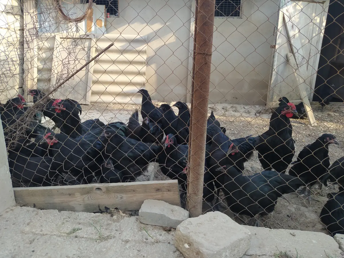 Çolpalar — Heyvanlar, Quşlar, Balıqlar, Bakı