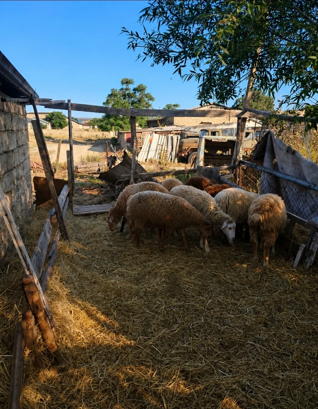 Quzu — Heyvanlar, Quşlar, Balıqlar, Bakı